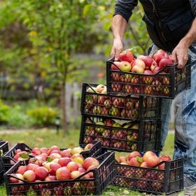 Ladite Din Plastic Pentru Fructe Si Legume- Lazi Pentru Transport